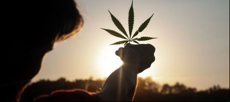 La Ley N°27.669 implica un gran avance en lo que hace a la industria del cannabis en Argentina al regular o prever no ya su uso medicinal sino también industrial. / Unsplash.