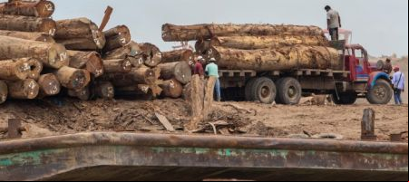 El 94,6% de los bosques peruanos está en riesgo de perder su valor, al igual que la biodiversidad que habita en ellos. / Foto: Leonardo Fernandez, Getty Images.
